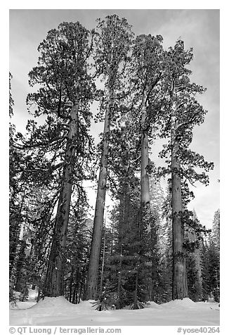 Upper Mariposa Grove in winter. Yosemite National Park (black and white)