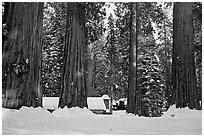 Mariposa Grove Museum at the base of giant trees in winter. Yosemite National Park, California, USA. (black and white)
