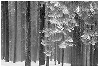 Snowy forest in fog, Chinquapin. Yosemite National Park ( black and white)