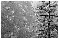 Forest during snowstorm, Wawona. Yosemite National Park ( black and white)