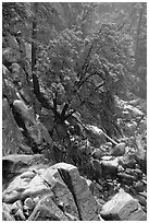 Rocks and tree with fresh snow, Wawona. Yosemite National Park ( black and white)