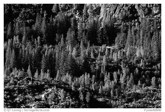 Trees and rocks, Hetch Hetchy Valley. Yosemite National Park (black and white)