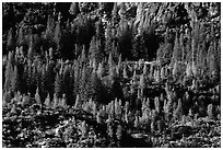 Trees and rocks, Hetch Hetchy Valley. Yosemite National Park ( black and white)
