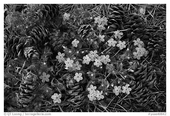 Pine cones and flowers, Hetch Hetchy Valley. Yosemite National Park (black and white)