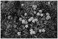 Pine cones and flowers, Hetch Hetchy Valley. Yosemite National Park, California, USA. (black and white)