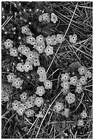 Flower close-ups, Hetch Hetchy Valley. Yosemite National Park, California, USA. (black and white)