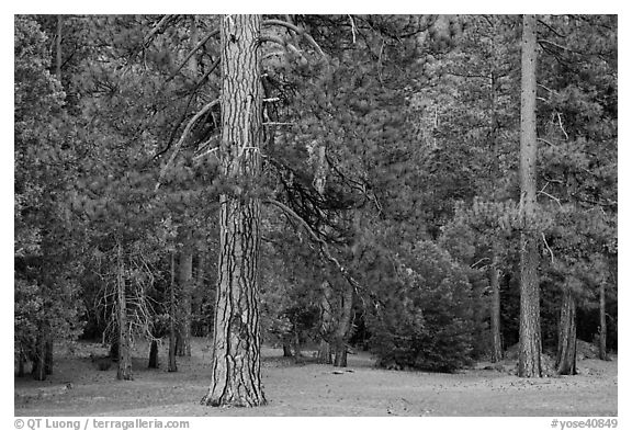 Lodgepole pine and forest. Yosemite National Park, California, USA.
