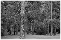 Lodgepole pine and forest. Yosemite National Park ( black and white)