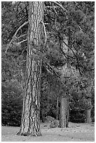 Lodgepole pines. Yosemite National Park ( black and white)