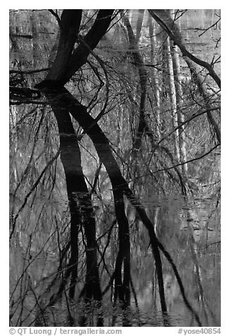 Willows reflected in Merced River. Yosemite National Park (black and white)