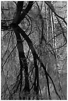 Willows reflected in Merced River. Yosemite National Park ( black and white)