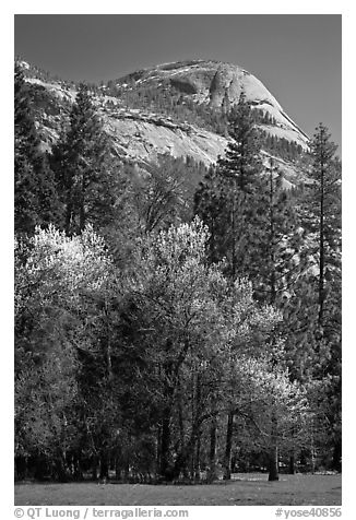 Apple tree in bloom and North Dome. Yosemite National Park, California, USA.