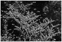 Redbud tree in bloom, Lower Merced Canyon. Yosemite National Park, California, USA. (black and white)