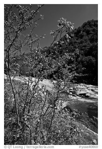 Redbud tree and Merced River, Lower Merced Canyon. Yosemite National Park (black and white)