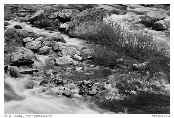 Rapids and shrubs, early spring, Lower Merced Canyon. Yosemite National Park, California, USA.