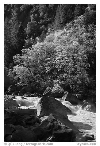 Tree recently leafed out and Merced River. Yosemite National Park (black and white)