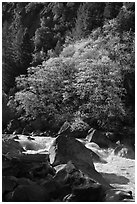 Tree recently leafed out and Merced River. Yosemite National Park ( black and white)