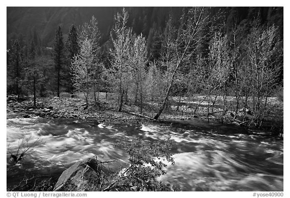 Newly leafed trees on island and Merced River, Lower Merced Canyon. Yosemite National Park (black and white)