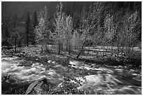 Newly leafed trees on island and Merced River, Lower Merced Canyon. Yosemite National Park ( black and white)