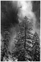 Trees and falling water, Bridalveil falls. Yosemite National Park ( black and white)