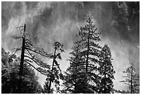 Trees and mist from Bridalveil falls. Yosemite National Park, California, USA. (black and white)