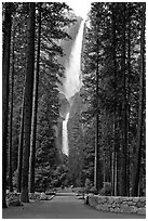 Path leading to Yosemite Falls framed by tall pine trees. Yosemite National Park, California, USA. (black and white)