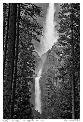 Upper and Lower Yosemite Falls framed by pine trees. Yosemite National Park (black and white)