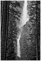 Upper and Lower Yosemite Falls framed by pine trees. Yosemite National Park ( black and white)