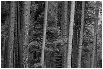 Pine forest. Yosemite National Park ( black and white)