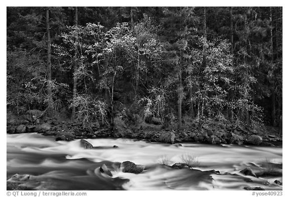 Trees in spring along the Merced River. Yosemite National Park (black and white)