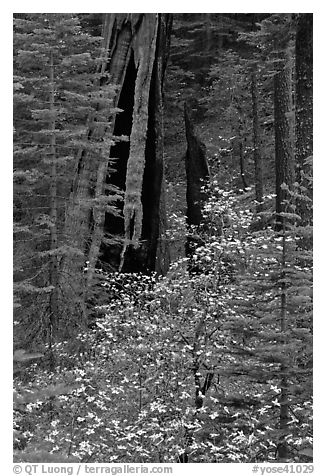 Dogwood and hollowed sequoia trunk, Tuolumne Grove. Yosemite National Park (black and white)