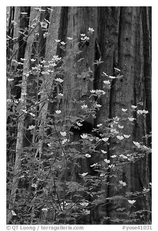 Dogwood flowers and trunk of sequoia tree, Tuolumne Grove. Yosemite National Park (black and white)