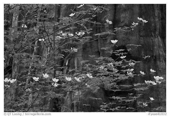Dogwood blooms and giant sequoia tree trunk, Tuolumne Grove. Yosemite National Park (black and white)