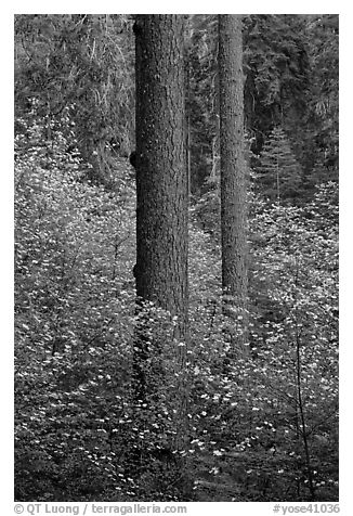 Pines and dogwoods in spring, Tuolumne Grove. Yosemite National Park (black and white)