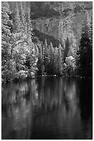 Trees reflected in river at the base of El Capitan in spring. Yosemite National Park ( black and white)