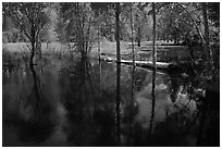 Trees reflected in Merced River run-off in the spring. Yosemite National Park ( black and white)