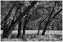 Ferns, Oak Trees, Ahwanhee Meadow. Yosemite National Park ( black and white)