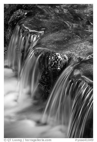 Fern Spring in the Spring. Yosemite National Park (black and white)