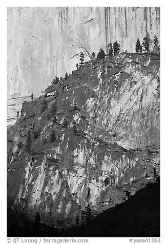 Pine trees on ridges and Half-Dome face. Yosemite National Park (black and white)