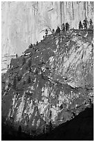 Pine trees on ridges and Half-Dome face. Yosemite National Park ( black and white)