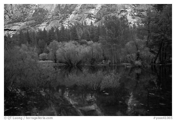 Willows, cliffs, and reflections, Mirror Lake. Yosemite National Park (black and white)