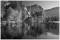Trees in spring foliage and Yosemite Falls reflected in Merced River. Yosemite National Park ( black and white)