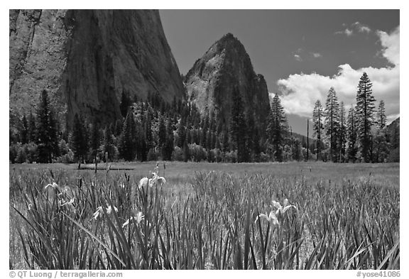 Wild irises, El Capitan meadows, and Cathedral Rocks. Yosemite National Park, California, USA.
