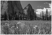 Wild irises, El Capitan meadows, and Cathedral Rocks. Yosemite National Park, California, USA. (black and white)