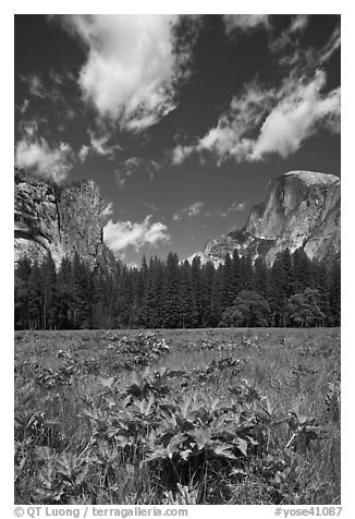 Meadow, Washington Column, and Half-Dome. Yosemite National Park, California, USA.