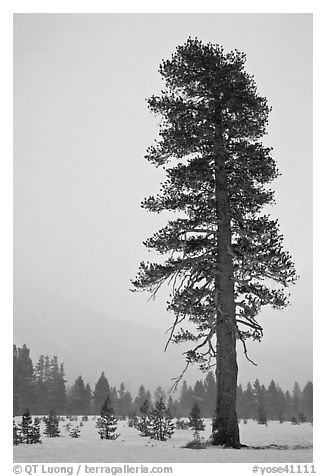 Tall solitatary pine tree in snow storm. Yosemite National Park, California, USA.