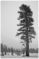 Tall solitary pine tree in snow storm. Yosemite National Park ( black and white)