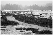 Falling snow streaks, river and meadow. Yosemite National Park ( black and white)