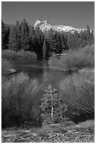 Willows, fresh snow,  and Cathedral Peak. Yosemite National Park, California, USA. (black and white)