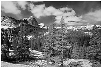 Pine trees in spring and Fairview Dome, Tuolumne Meadows. Yosemite National Park ( black and white)